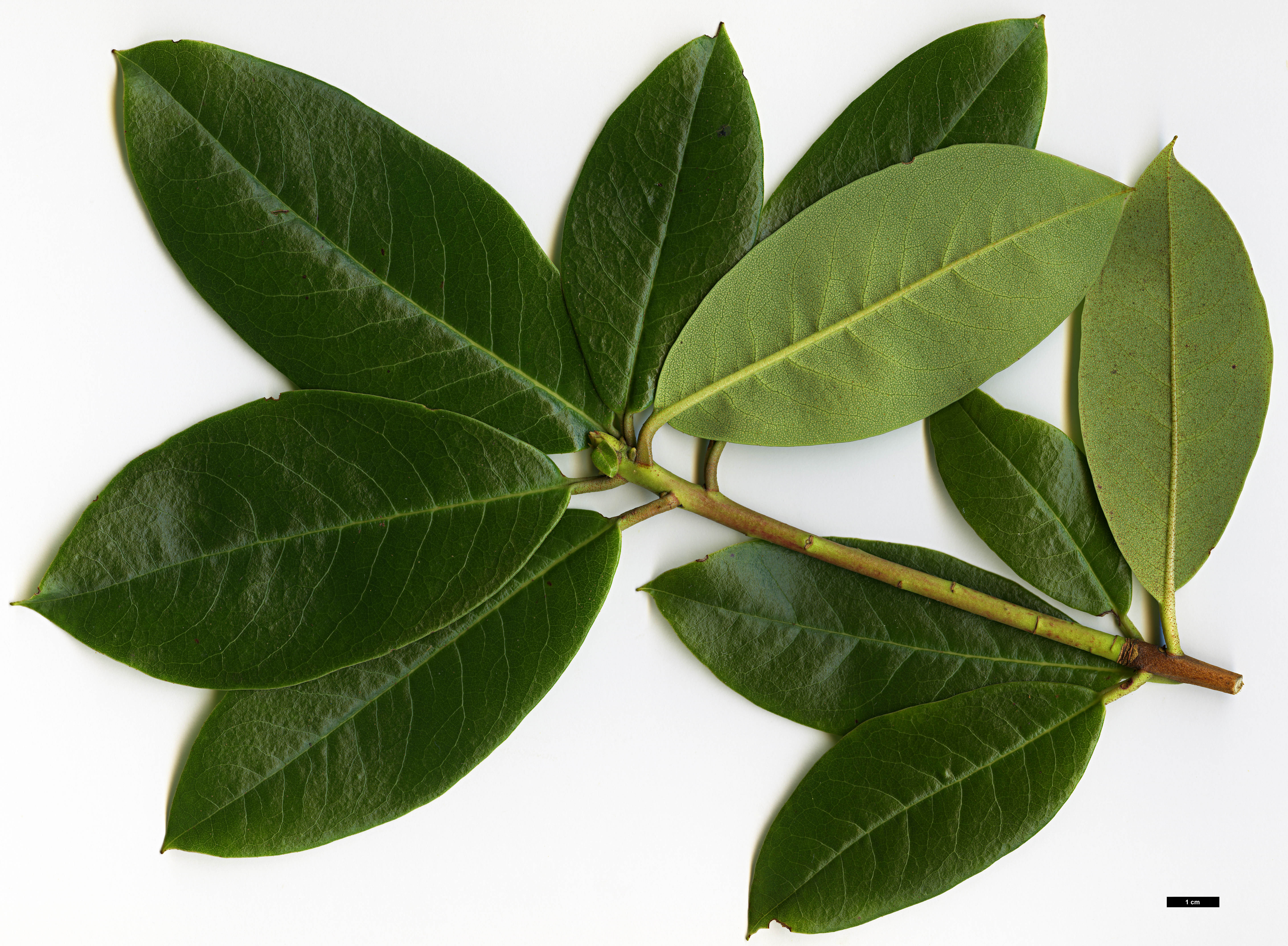 High resolution image: Family: Ericaceae - Genus: Rhododendron - Taxon: walongense